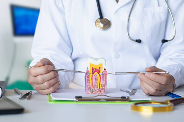 Best Emergency Dental Services for Seniors in Powell, TN